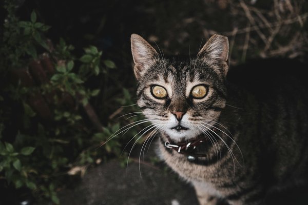 What Are the Long-term Health Benefits of Implementing a Plant-based Diet in the UK?